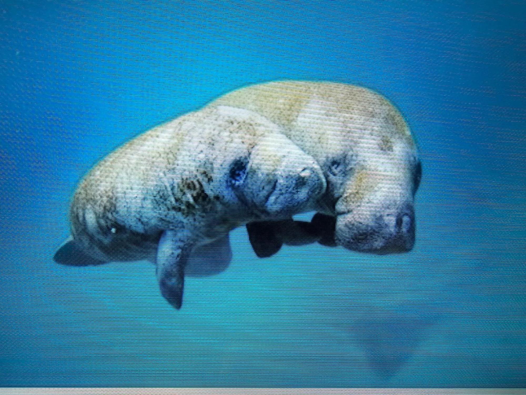 דירות קריסטל ריבר Manatee Watch Den מראה חיצוני תמונה
